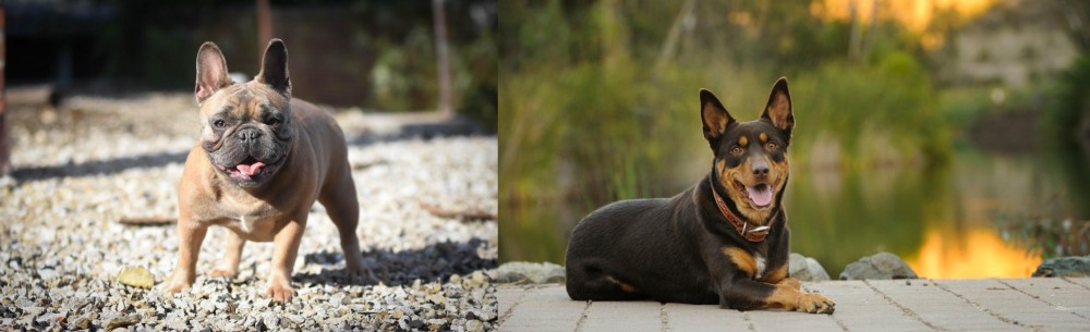 Australian Kelpie vs French Bulldog - Breed Comparison