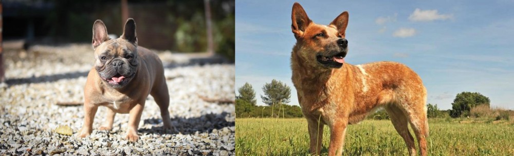 Australian Red Heeler vs French Bulldog - Breed Comparison