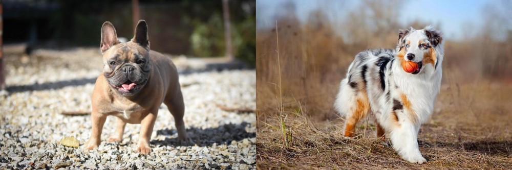 Australian Shepherd vs French Bulldog - Breed Comparison