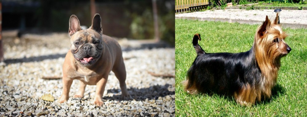Australian Silky Terrier vs French Bulldog - Breed Comparison
