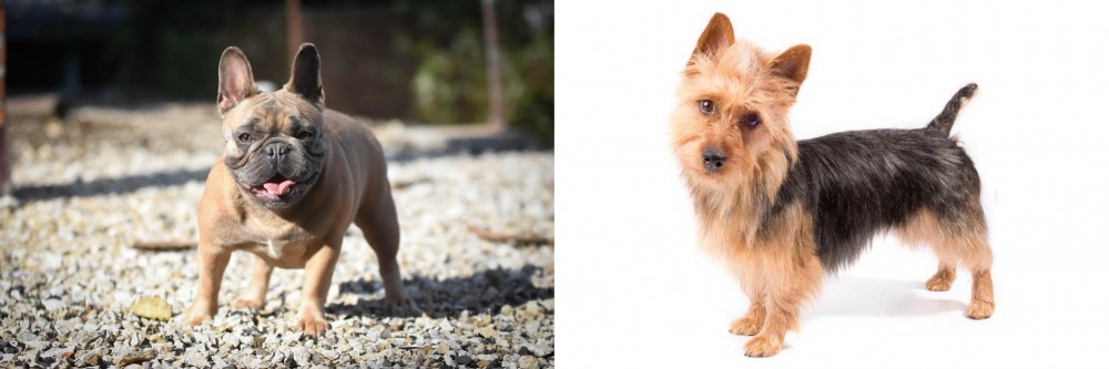 Australian Terrier vs French Bulldog - Breed Comparison