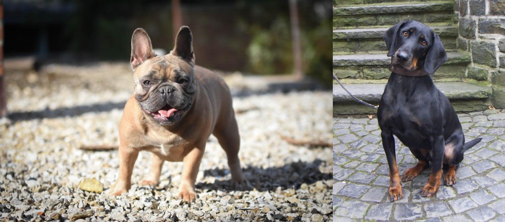 Austrian Black and Tan Hound vs French Bulldog - Breed Comparison