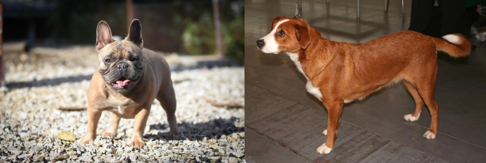 Austrian Pinscher vs French Bulldog - Breed Comparison