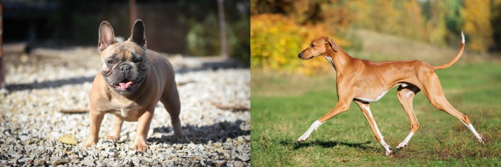 Azawakh vs French Bulldog - Breed Comparison