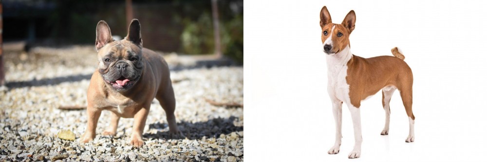 Basenji vs French Bulldog - Breed Comparison