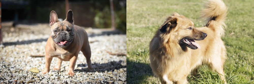 Basque Shepherd vs French Bulldog - Breed Comparison