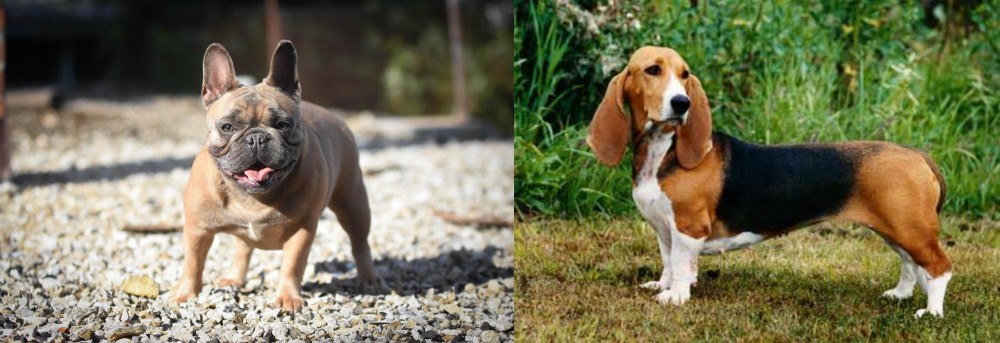 Basset Artesien Normand vs French Bulldog - Breed Comparison