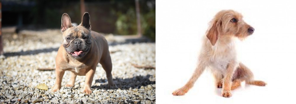 Basset Fauve de Bretagne vs French Bulldog - Breed Comparison