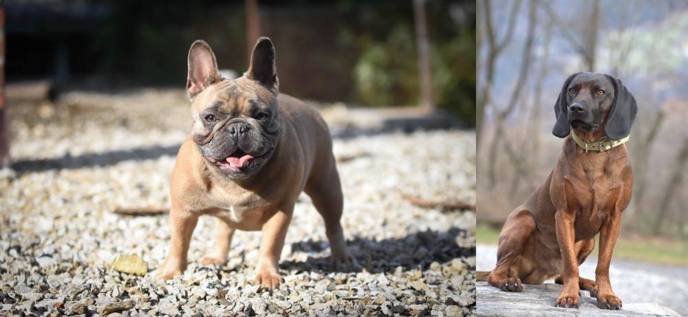 Bavarian Mountain Hound vs French Bulldog - Breed Comparison