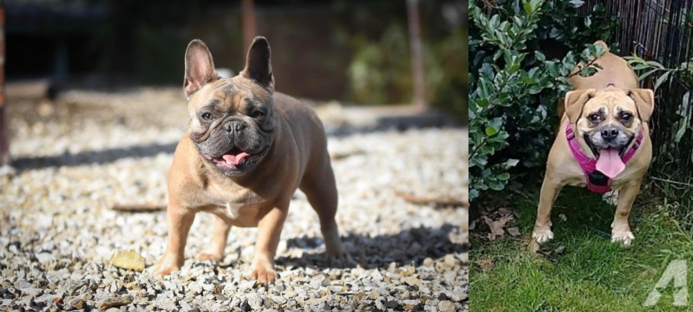 Beabull vs French Bulldog - Breed Comparison