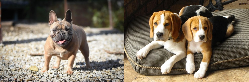 Beagle vs French Bulldog - Breed Comparison
