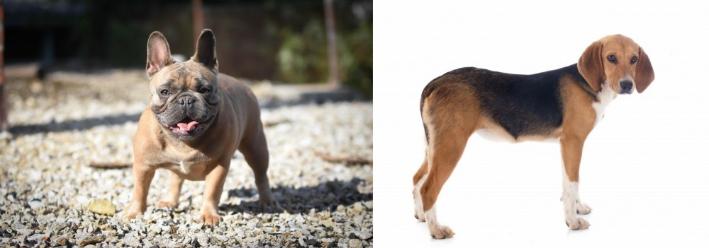 Beagle-Harrier vs French Bulldog - Breed Comparison