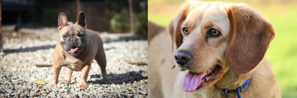 Beago vs French Bulldog - Breed Comparison