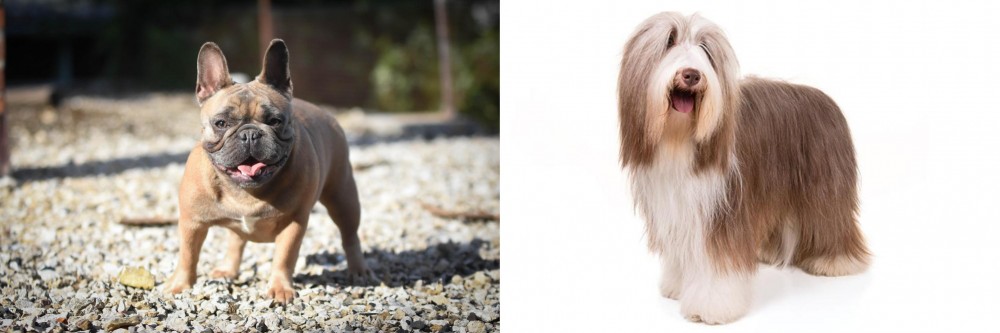Bearded Collie vs French Bulldog - Breed Comparison