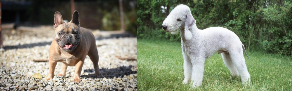 Bedlington Terrier vs French Bulldog - Breed Comparison
