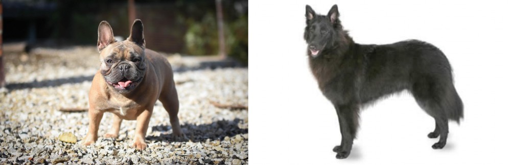 Belgian Shepherd vs French Bulldog - Breed Comparison