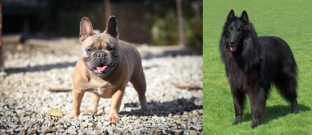 Belgian Shepherd Dog (Groenendael) vs French Bulldog - Breed Comparison