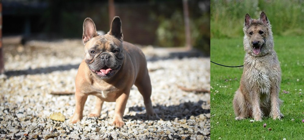 Belgian Shepherd Dog (Laekenois) vs French Bulldog - Breed Comparison