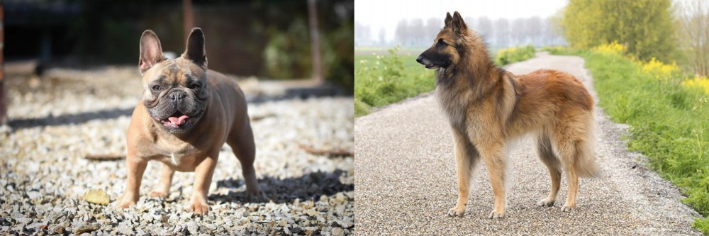 Belgian Shepherd Dog (Tervuren) vs French Bulldog - Breed Comparison