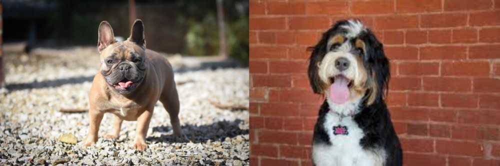 Bernedoodle vs French Bulldog - Breed Comparison