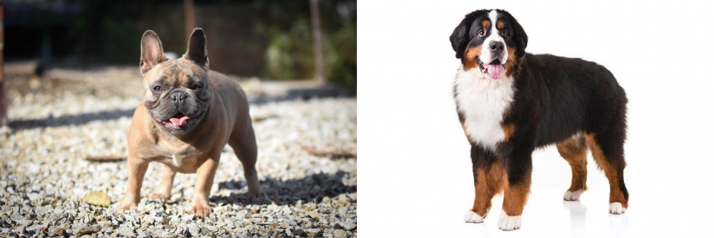 Bernese Mountain Dog vs French Bulldog - Breed Comparison