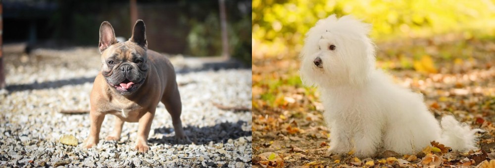 Bichon Bolognese vs French Bulldog - Breed Comparison