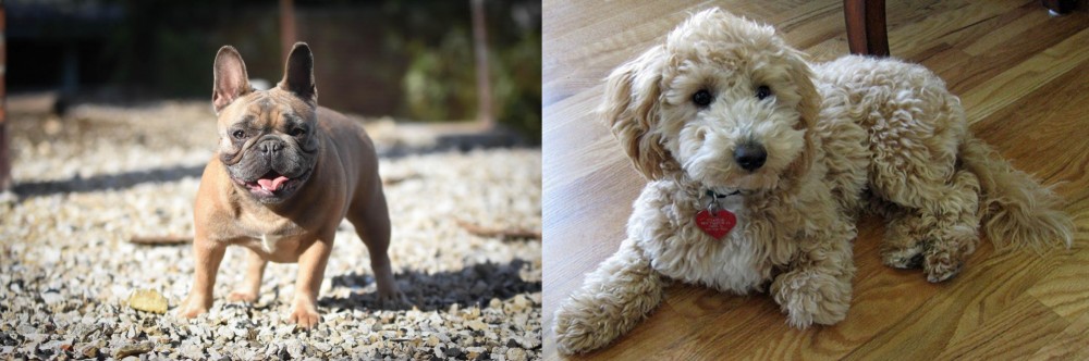 Bichonpoo vs French Bulldog - Breed Comparison