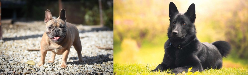 Black Norwegian Elkhound vs French Bulldog - Breed Comparison