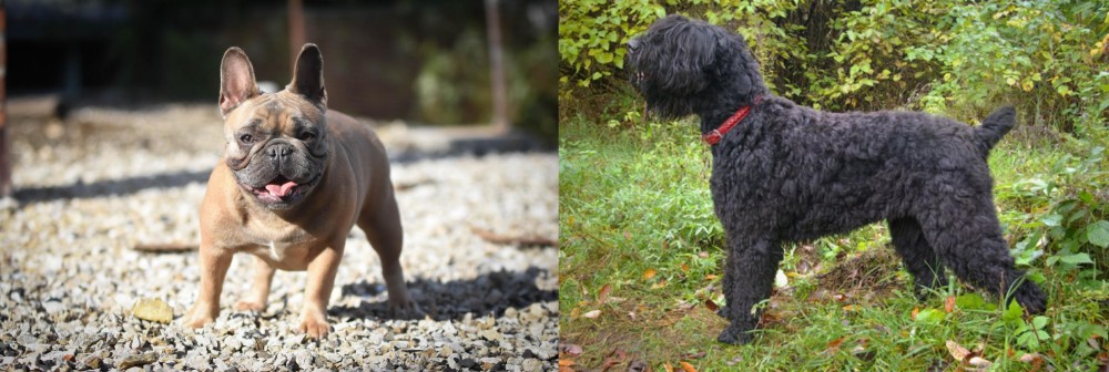 Black Russian Terrier vs French Bulldog - Breed Comparison
