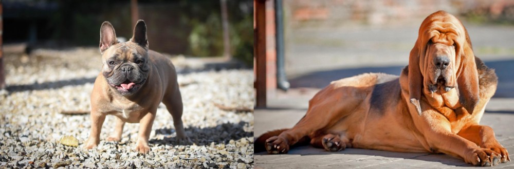 Bloodhound vs French Bulldog - Breed Comparison