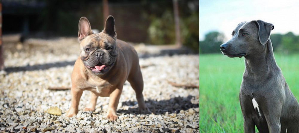 Blue Lacy vs French Bulldog - Breed Comparison