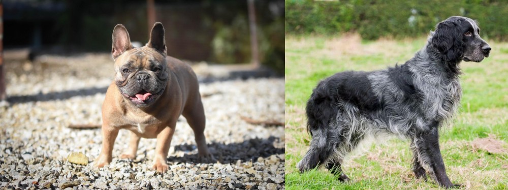 Blue Picardy Spaniel vs French Bulldog - Breed Comparison