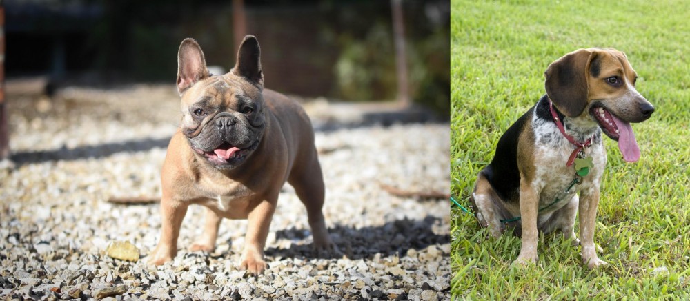 Bluetick Beagle vs French Bulldog - Breed Comparison