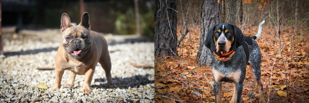 Bluetick Coonhound vs French Bulldog - Breed Comparison