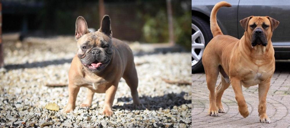 Boerboel vs French Bulldog - Breed Comparison