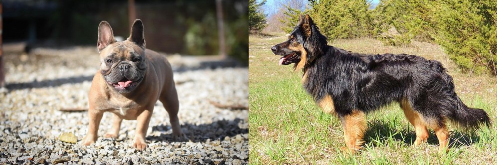 Bohemian Shepherd vs French Bulldog - Breed Comparison