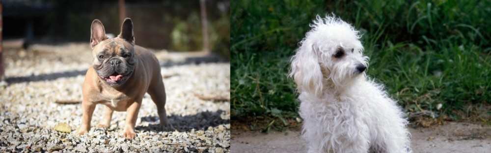 Bolognese vs French Bulldog - Breed Comparison