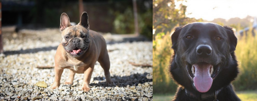 Borador vs French Bulldog - Breed Comparison