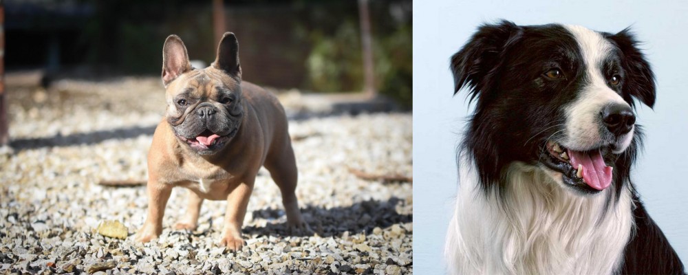 Border Collie vs French Bulldog - Breed Comparison