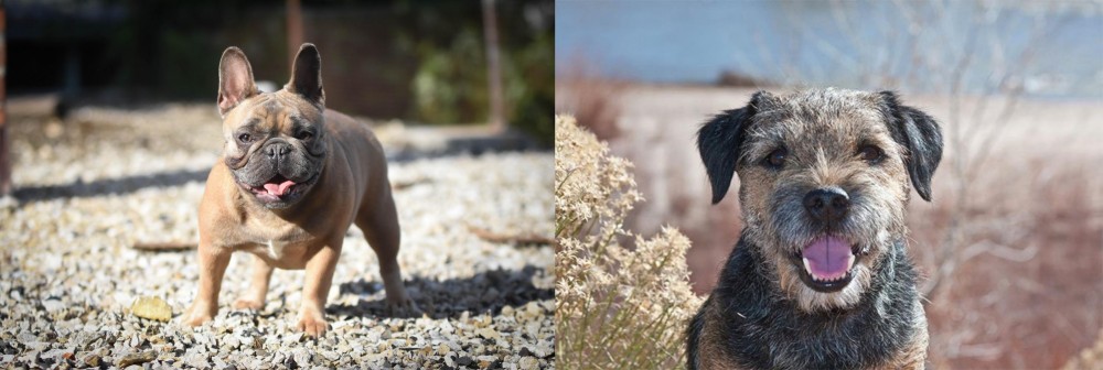 Border Terrier vs French Bulldog - Breed Comparison