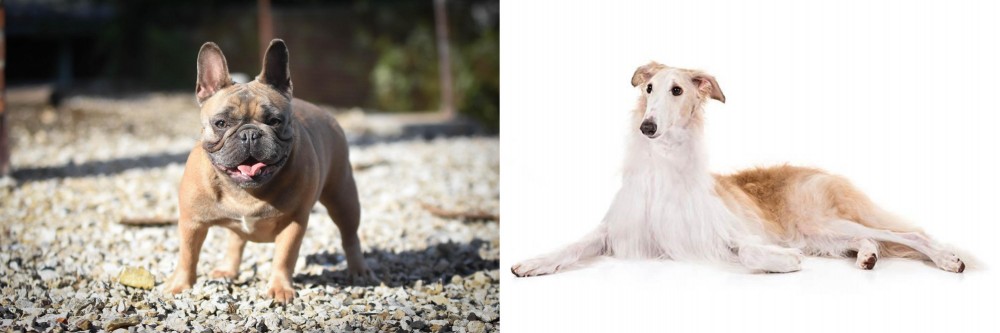 Borzoi vs French Bulldog - Breed Comparison