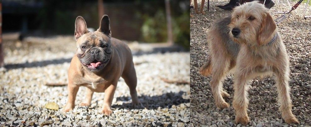 Bosnian Coarse-Haired Hound vs French Bulldog - Breed Comparison