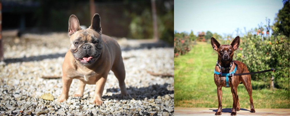 Bospin vs French Bulldog - Breed Comparison