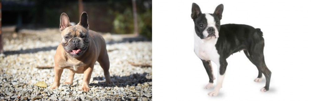 Boston Terrier vs French Bulldog - Breed Comparison