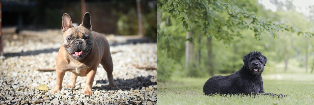 Bouvier des Flandres vs French Bulldog - Breed Comparison
