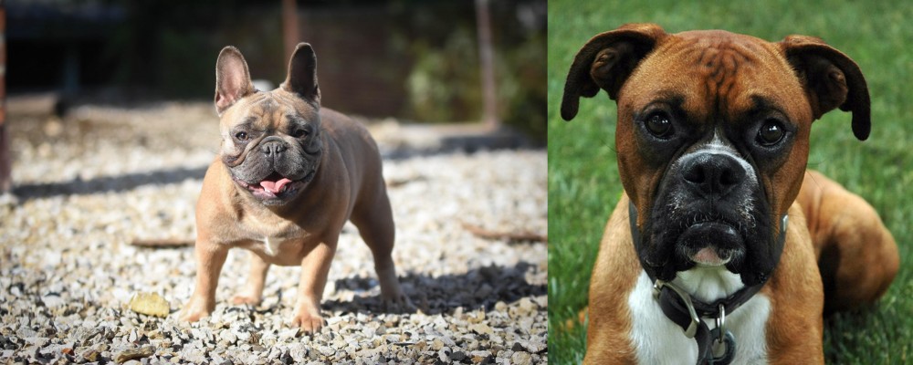 Boxer vs French Bulldog - Breed Comparison