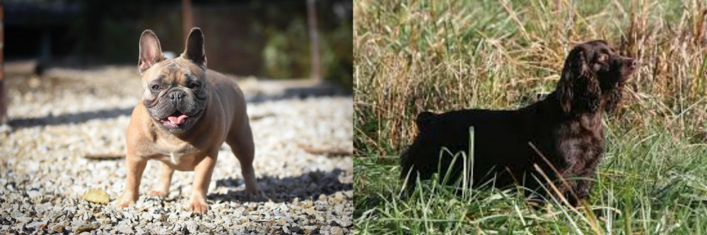 Boykin Spaniel vs French Bulldog - Breed Comparison