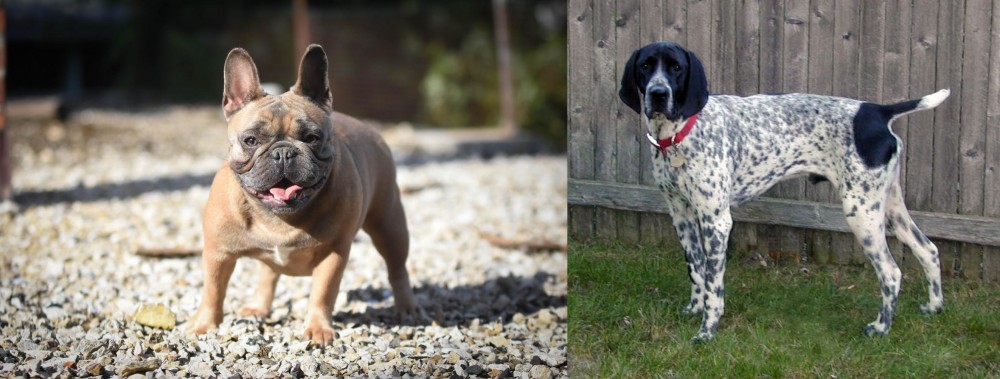 Braque d'Auvergne vs French Bulldog - Breed Comparison