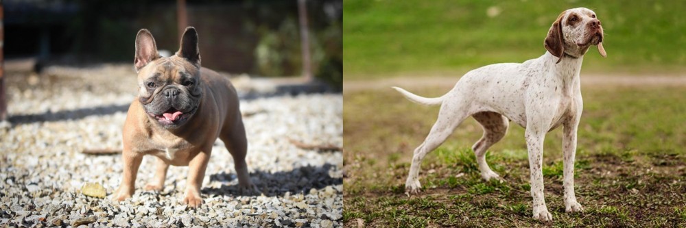 Braque du Bourbonnais vs French Bulldog - Breed Comparison