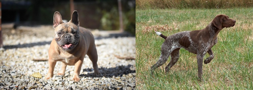Braque Francais vs French Bulldog - Breed Comparison